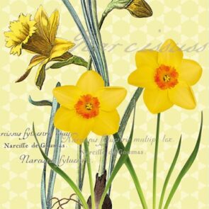 Salvrätikud "Narcissus"