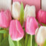 salvrätikud "White & Pink tulips"