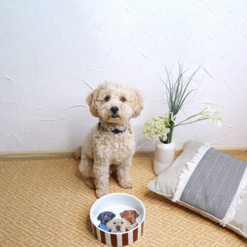 Kassid/koerad/teised loomad/linnud/liblikad